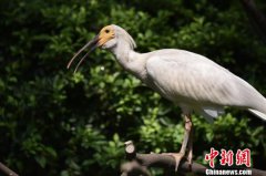 【83空包网】濒危物种朱�在华南繁育成150多只种群